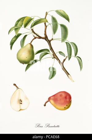 Pear hanging from its branch with leaves and section of the fruit. Elements are isolated over white background. Old detailed botanical illustration by Giorgio Gallesio published in 1817, 1839 Stock Photo