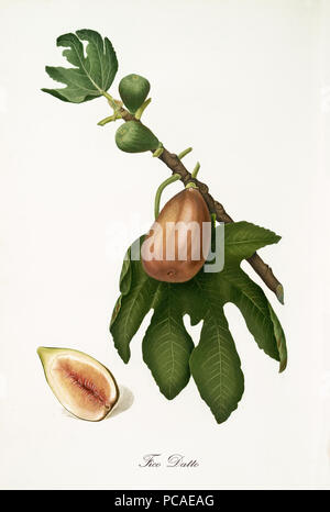 single brown fig hanging from part of a fig branch with green leaves. Isolated fruit section over white background. Old detailed botanical illustration by Giorgio Gallesio published in 1817, 1839 Stock Photo