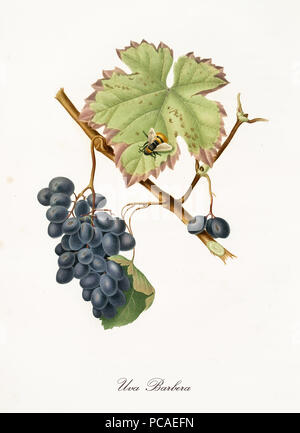 Barbera grape hanging from a single vine branch with leaves. Elements are isolated over white background. Old detailed botanical illustration by Giorgio Gallesio published in 1817, 1839 Stock Photo