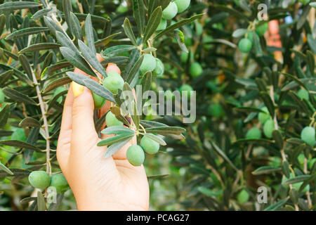 girl hand holding green young Olive in garden. Stock Photo