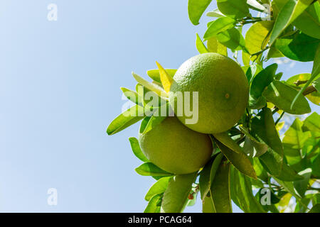 Images for two green young Grapefruits on the tree in the garden against blue sky. close up. Stock Photo