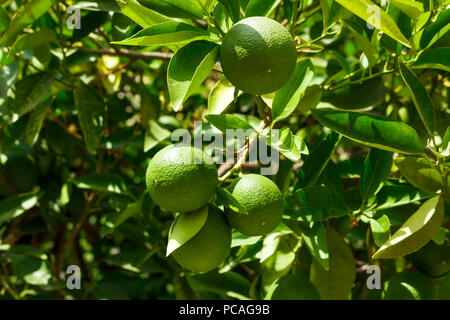 Fresh young limes on tree green background. Stock Photo