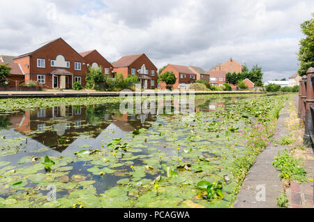 The Birmingham Canal in Tipton, Dudley which runs between Birmingham and Wolverhampton with water lilies growing in the unpolluted water Stock Photo