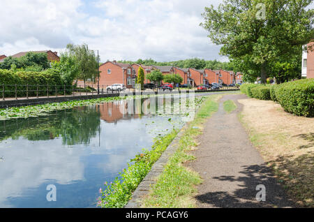 The Birmingham Canal in Tipton, Dudley which runs between Birmingham and Wolverhampton with water lilies growing in the unpolluted water Stock Photo