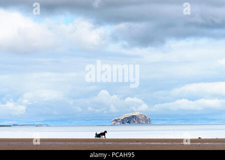 19-07-15 Belhaven Bay, Dunbar, East Lothian, Scotland, UK. Horse and sulky trotting on Belhaven beach. Photo: © Simon Grosset Stock Photo