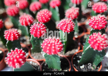 Cactus farm at Cameron Highland Malaysia Stock Photo - Alamy