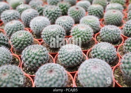 Cactus farm at Cameron Highland Malaysia Stock Photo - Alamy