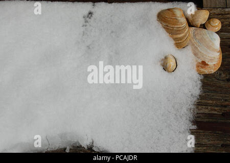 Seashells in the snow on a plank of wood Stock Photo