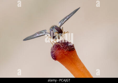 Macro image of Hover Fly resting on a lily stamen Stock Photo