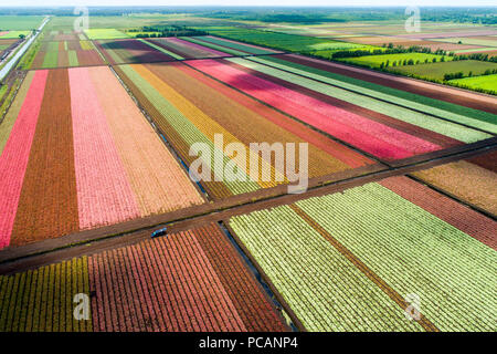 The colorful world famous Caladium flower growing fields in Lake Placid Florida supplying 90% of the world supply of Caladium flowers Stock Photo