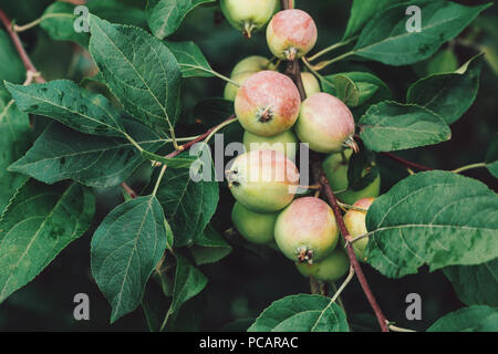 Unripe apples in green foliage on tree branches, summer Stock Photo