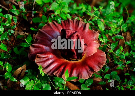 Elephant yam flower,the elephant foot yam or whitespot giant arum.it has one of the worst scents that you can imagine Stock Photo