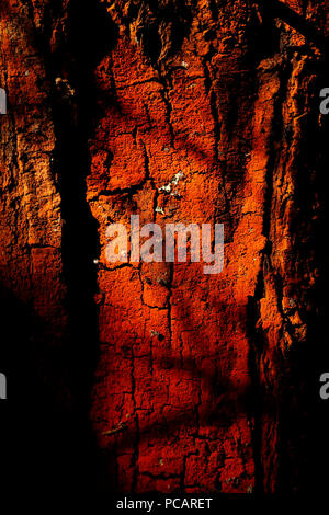 Light patches on tree bark in an artistic way Stock Photo