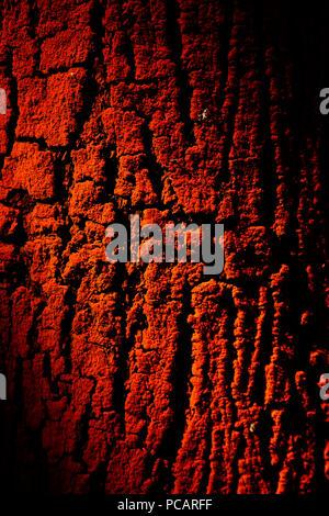 Light patches on tree bark in an artistic way Stock Photo