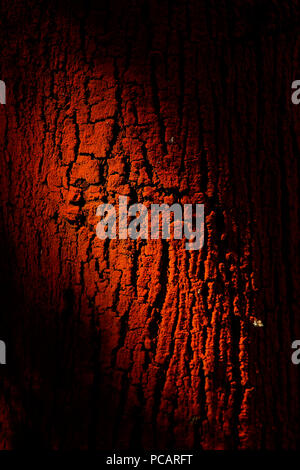 Light patches on tree bark in an artistic way Stock Photo