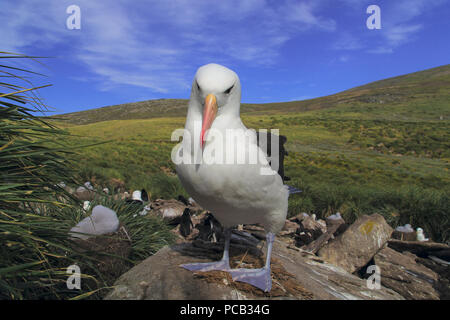 Black-browed albatross Stock Photo