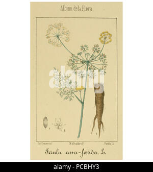 3 Album de la flora médico-farmacéutica é industrial, indígena y exótica (Pl. 40) BHL11238506a Stock Photo