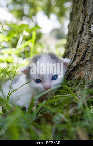 little kitten playing on the grass roadside in morning Stock Photo - Alamy