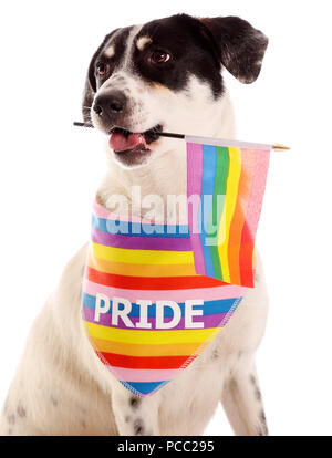 Lily s Kitchen the award winning British producer of naturally nutritious proper food for pets has made a stand for love this summer. Not only are they a proud official sponsor of London Pride