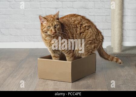 Cute ginger cat in cardboard box, looking sideways. Stock Photo