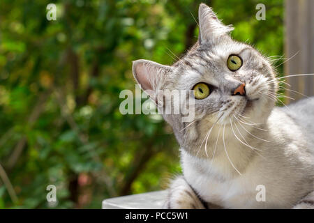 Gray cat with expressive eyes looks on green garden blurred background Stock Photo