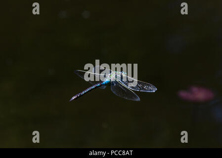 An emperor dragonfly (Anax imperator) in flight over a large pond Stock Photo