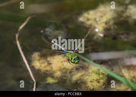 An emperor dragonfly (Anax imperator) in flight over a large pond Stock Photo
