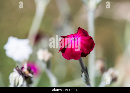 A close up of a rose campion (Lychnis coronaria) flower Stock Photo