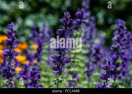 Salvia viridis 'Blue' Stock Photo