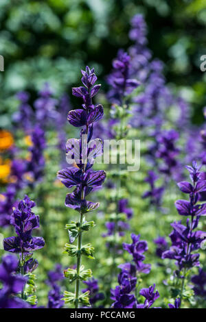 Salvia viridis 'Blue' Stock Photo