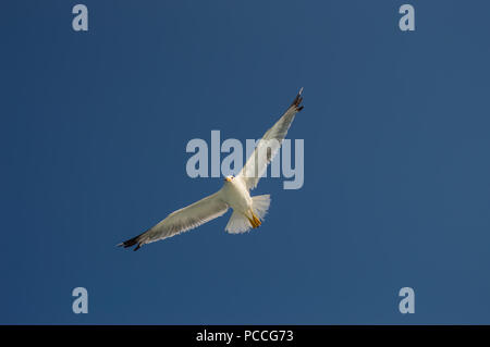 Seagull in flight with wings spread from below under a blue sky. Stock Photo