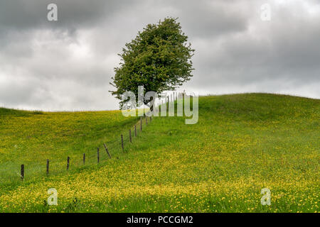 A lone tree alongside a fence in a flower filled meadow. Stock Photo