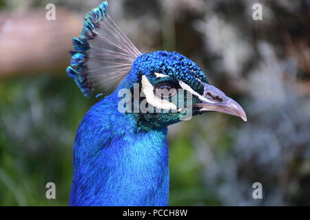 Male Indian Peacock taken May 2017 at Paignton Zoo Stock Photo