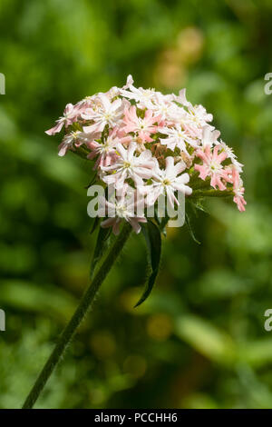 Flower head of the pink form of the hardy perennial Maltese cross, Lychnis chalcedonica 'Rosea' Stock Photo