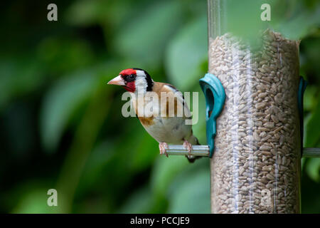 Close up of a Goldfinch sitting on a garden bird feeder in Bath, England. Stock Photo