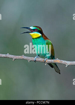 European bee-eater perched on branch Stock Photo