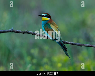 European bee-eater perched on branch Stock Photo
