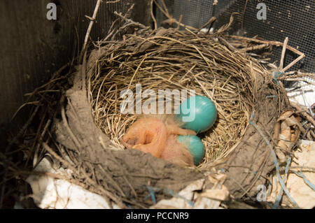 Two newly hatched robin chicks and 2 eggs in a nest in a window well Stock Photo