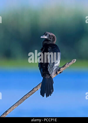 Pygmy cormorant perched Stock Photo