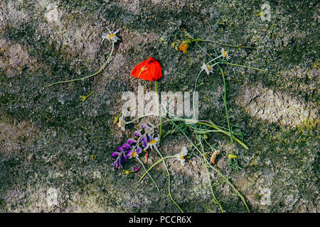 flowers on concrete Stock Photo