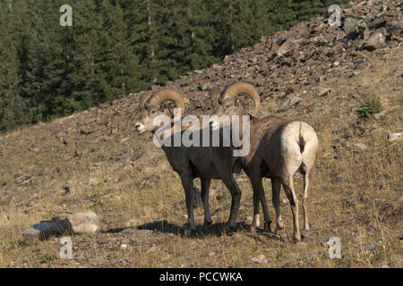 Pair of bighorn sheep on firm footing of slope in Canadian Rockies of Alberta, Canada.  Wildlife viewing from Highway 40 on road trip. Stock Photo