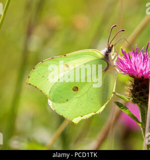 A Brimstone Butterfly, Gonepteryx rhamni, feeding on a thistle. Stock Photo