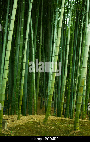 Bamboo forest in Kodai-ji temple, Kyoto, Japan, Asia Stock Photo