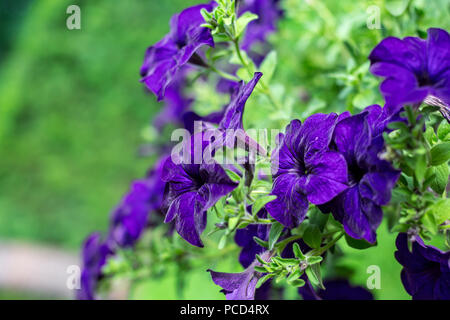 Selective focus on few purple flowers. Petunia is genus of 35 species of flowering plants of South American origin, related to tobacco, cape gooseberr Stock Photo