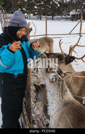 Senior woman traveler feeding reindeer, Reindeer Farm, Torassieppi, Lapland, Northern Finland, Europe Stock Photo