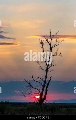 Three white stork silhouettes, Ciconia ciconia, waiting the end of the day on burnt poplar tree at sunset, Sun visible, colorful summer landscape near Stock Photo