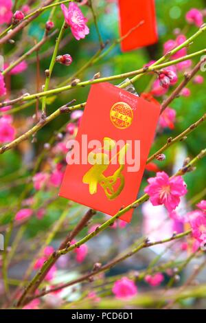 Cherry blossom trees with Lai See Red Envelopes for Chinese New Year, Hong Kong, China, Asia Stock Photo