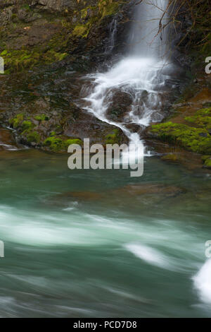 Lower Bridge Creek Falls along Wilson River Trail at Footbridge, Tillamook State Forest, Oregon Stock Photo