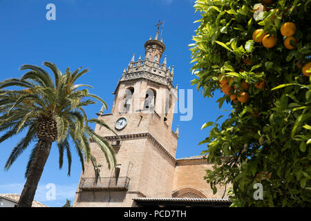 Palm tree and tower of the Iglesia de Santa Maria la Mayor, Ronda, Andalucia, Spain, Europe Stock Photo