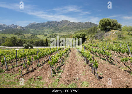 Vineyard set below mountains of the Sierra de Grazalema Natural Park, Zahara de la Sierra, Cadiz Province, Andalucia, Spain, Europe Stock Photo